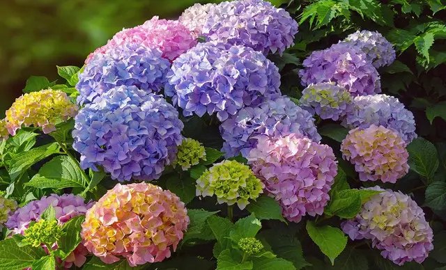 квіти, вирощування квітів, вирощування квітів у саду, посадка квітів, догляд за квітами, які квіти цвітуть у серпні