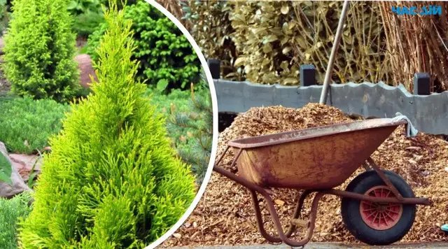 мульчування, мульчування тирсою, переваги мульчування тирсою, особливості мульчування тирсою, для яких культур підходить мульчування тирсою