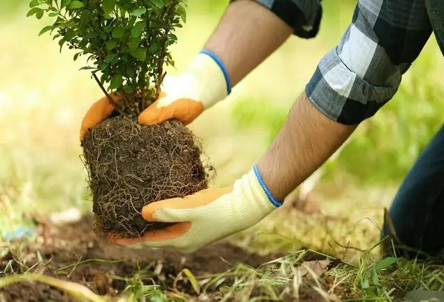календар, місячний календар, місячний календар городника та садівника, місячний календар на вересень 2024 року