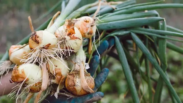 календар, місячний календар, місячний календар городника та садівника, місячний календар на вересень 2024 року