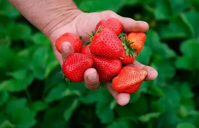 полуниця, вирощування полуниці, догляд з полуницею, догляд за полуницею у серпні, як правильно доглядати за полуницею у серпні