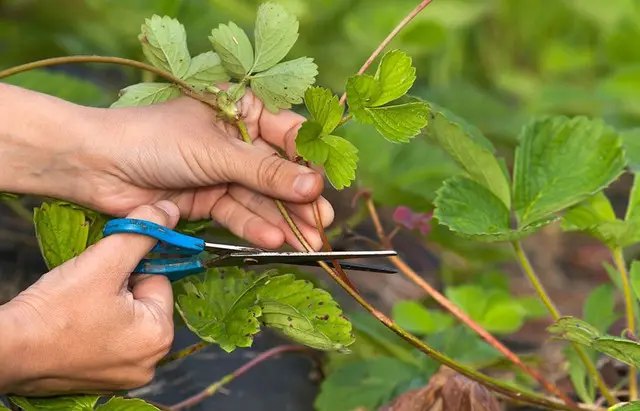 полуниця, вирощування полуниці, догляд з полуницею, догляд за полуницею у серпні, як правильно доглядати за полуницею у серпні