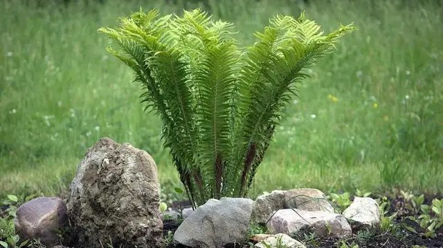 папоротник, выращивание папоротника, посадка папоротника, уход за папоротником, выращивание папоротника на собственном участке