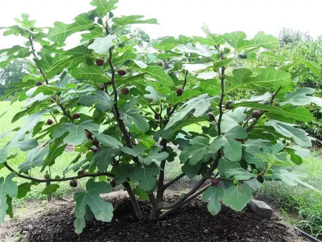 інжир, вирощування інжиру, посадка інжиру, вибір місця та часу для посадки інжиру, особливості догляду за інжиром