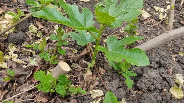 інжир, вирощування інжиру, посадка інжиру, вибір місця та часу для посадки інжиру, особливості догляду за інжиром