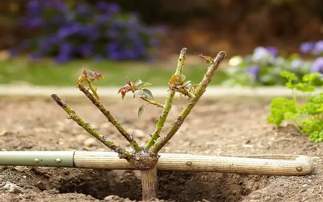 календар, місячний календар, місячний календар садівника, місячний календар городника, місячний календар на жовтень 2024 року