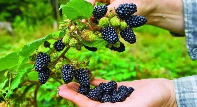 ожина, вирощування ожини, посадка ожини, догляд за ожиною, обрізка ожини на зиму, укриття ожини на зиму, підживлення ожини на зиму