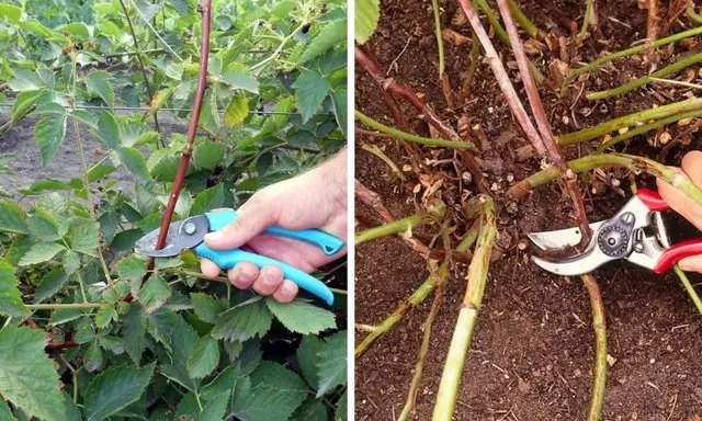 ожина, вирощування ожини, посадка ожини, догляд за ожиною, обрізка ожини на зиму, укриття ожини на зиму, підживлення ожини на зиму