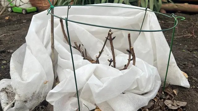 ожина, вирощування ожини, посадка ожини, догляд за ожиною, обрізка ожини на зиму, укриття ожини на зиму, підживлення ожини на зиму