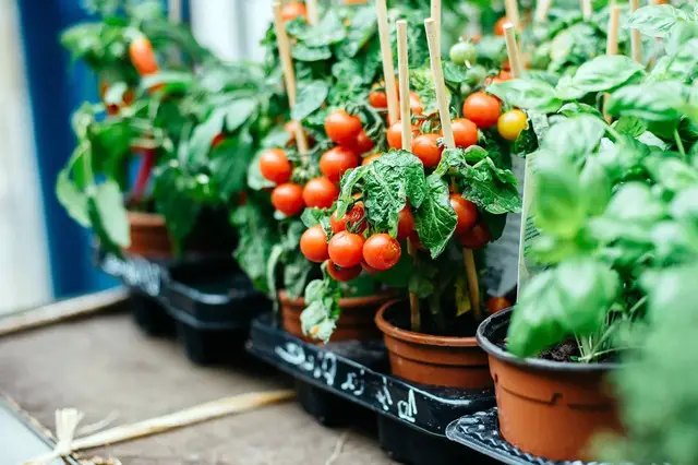 контейнери, контейнери для вирощування розсади, горщики, горщики для розсади, вибір контейнерів для вирощування овочів