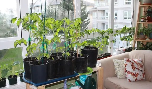 контейнери, контейнери для вирощування розсади, горщики, горщики для розсади, вибір контейнерів для вирощування овочів