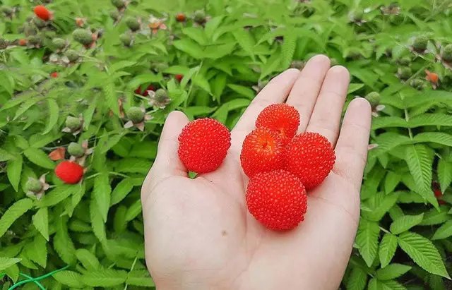 полуниця, малина, малино-полуниця, вирощування малино-полуниці, посадка малино-полуниці, догляд за малино-полуницею