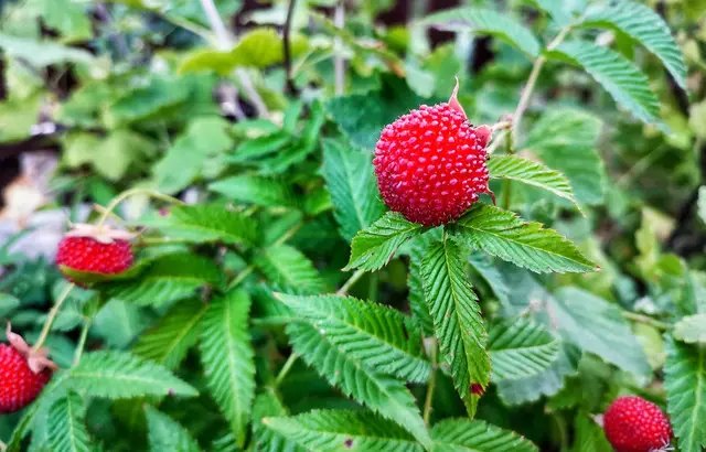 Посадка малино-полуниці проходить так само, як і посадка звичайної малини. полуниця, малина, малино-полуниця, вирощування малино-полуниці, посадка малино-полуниці, догляд за малино-полуницею