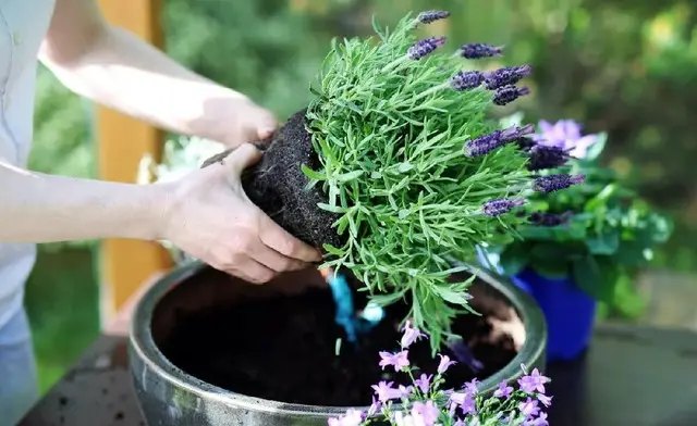 лаванда, выращивание лаванды, посадка лаванды, уход за лавандой, размножение лаванды