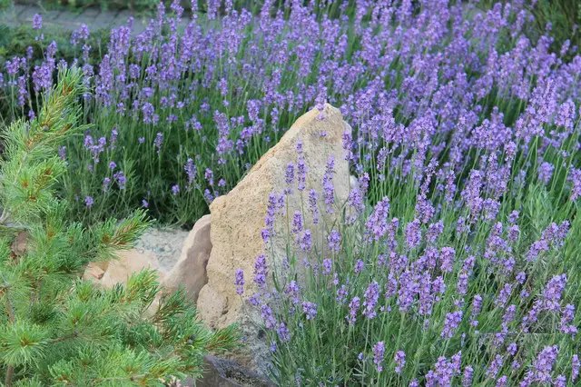 лаванда, выращивание лаванды, посадка лаванды, уход за лавандой, размножение лаванды