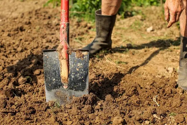 грунт, глинистий грунт, посадка рослин на глинистому грунті, які рослини посадити на глинистому грунті, характеристики глинистого грунту