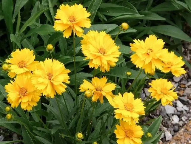 грунт, глинистий грунт, посадка рослин на глинистому грунті, які рослини посадити на глинистому грунті, характеристики глинистого грунту