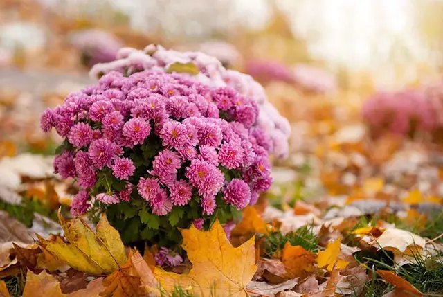 хризантеми, вирощування хризантем, посадка хризантем, догляд за хризантемами, розмноження хризантем, особливості розмноження хризантем