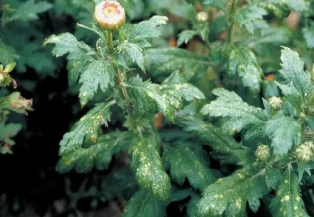 хризантеми, вирощування хризантем, догляд за хризантемами, шкідники хризантем, хвороби хризантем, як боротись з шкідниками та хворобами хризантем