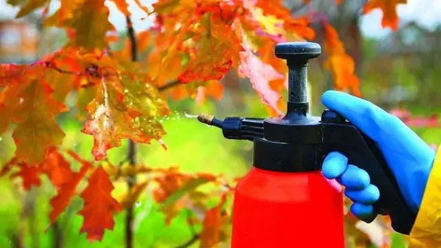 календарь, лунный календарь, лунный календарь садовода, лунный календарь огородника, лунный календарь на ноябрь, лунный календарь на ноябрь 2024 года