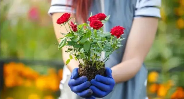 троянди, посадки троянд, посадка троянд з відкритою кореневою системою, особливості посадки троянд з відкритою кореневою системою