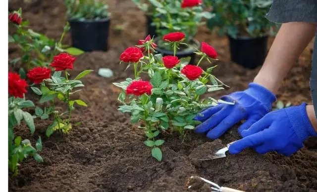 троянди, посадки троянд, посадка троянд з відкритою кореневою системою, особливості посадки троянд з відкритою кореневою системою