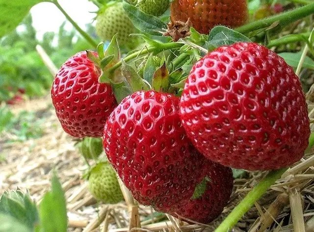 клубника, сорта клубники, лучшие сорта клубники, рейтинг 2024 года, выращивание клубники, какие сорта клубники стоит выращивать в Украине