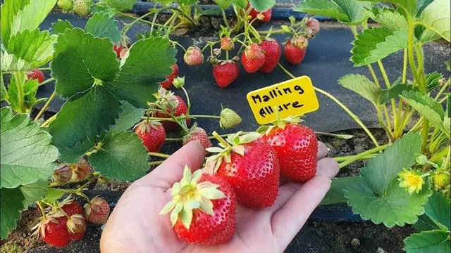 клубника, сорта клубники, лучшие сорта клубники, рейтинг 2024 года, выращивание клубники, какие сорта клубники стоит выращивать в Украине