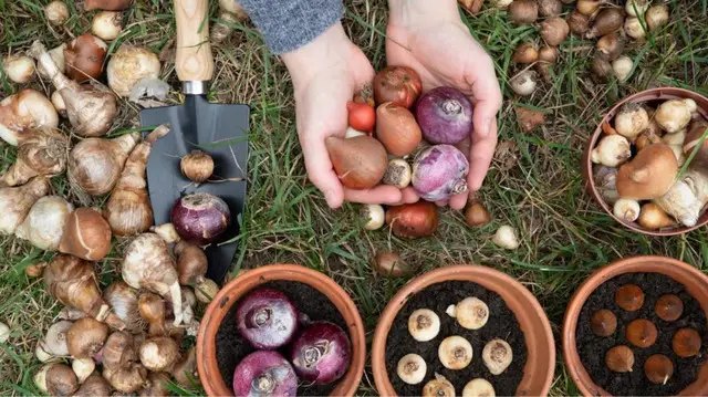 цибулини квітів, зберігання цибулин квітів, зимове зберігання цибулин квітів, правила зимового зберігання цибулин квітів