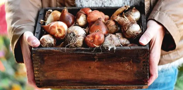 цибулини квітів, зберігання цибулин квітів, зимове зберігання цибулин квітів, правила зимового зберігання цибулин квітів