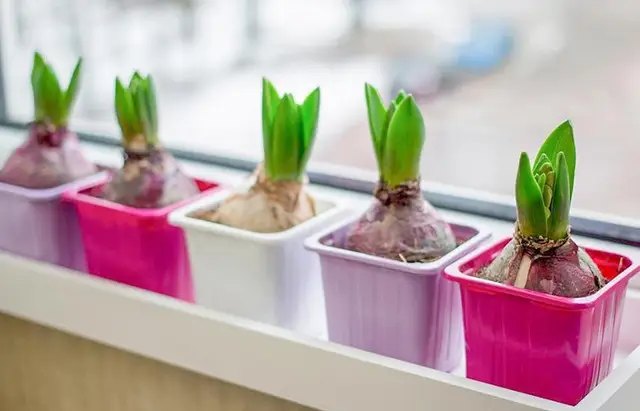 цибулини квітів, зберігання цибулин квітів, зимове зберігання цибулин квітів, правила зимового зберігання цибулин квітів