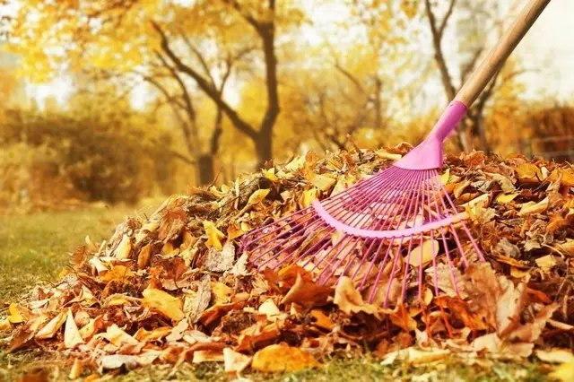 сад, підготовка саду до зими, як підготувати сад до холодів, прибирання листя, полив, обрізка дерев, мульчування, внесення добрив, захист від гризунів