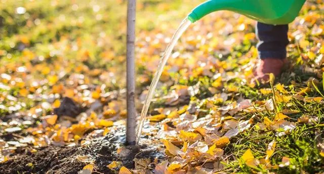 сад, підготовка саду до зими, як підготувати сад до холодів, прибирання листя, полив, обрізка дерев, мульчування, внесення добрив, захист від гризунів