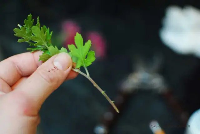 хризантеми, вирощування хризантем, посадка хризантем, догляд за хризантемами, розмноження хризантем, особливості розмноження хризантем