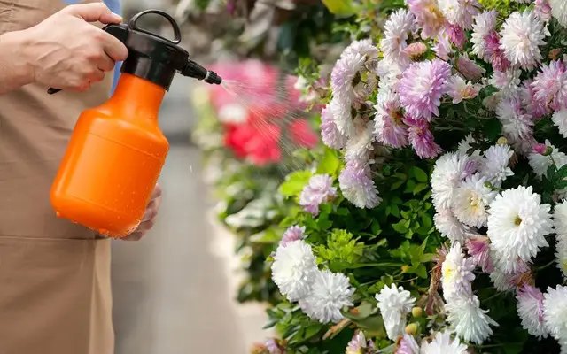 хризантеми, вирощування хризантем, посадка хризантем,догляд за хризантемами, розмноження хризантем, особливості розмноження хризантем