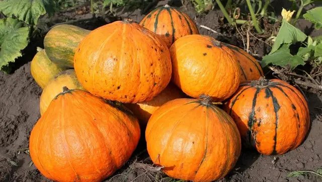 гарбузи, вирощування гарбузів, посадка гарбузів на городі, гниють гарбузи, причини гниття гарбузів