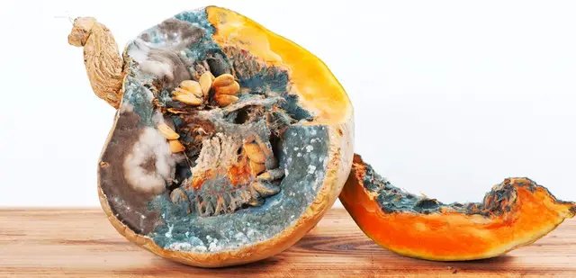 Гарбузи часто хворіють на грибкові інфекції. гарбузи, вирощування гарбузів, посадка гарбузів на городі, гниють гарбузи, причини гниття гарбузів