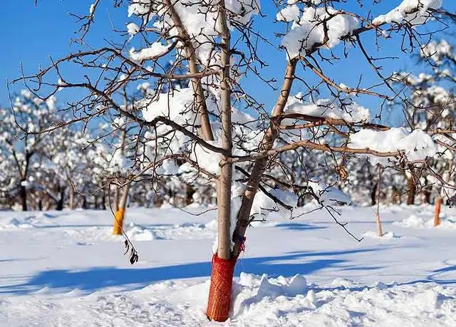 календар, місячний календар, місячний календар городника, місячний календар садівника, місячний календар на грудень 2024 року