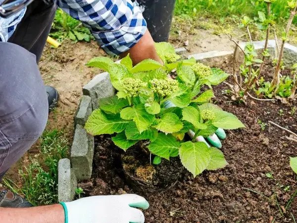гортензія, вирощування гортензії, посадка гортензії, який грунт підійде для посадки гортензії, готові субстрати для посадки гортензії