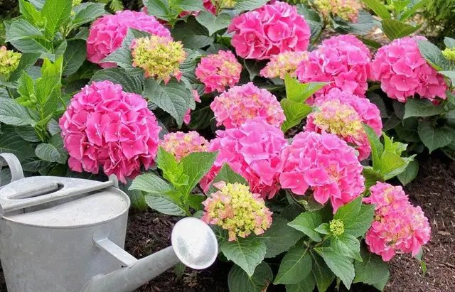 гортензія, вирощування гортензії, посадка гортензії, який грунт підійде для посадки гортензії, готові субстрати для посадки гортензії