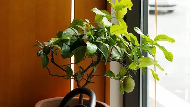 лайм, вирощування лайма, посадка лайма, особливості лайма, вирощування лайма на підвіконні 