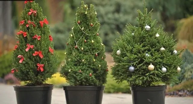 араукарія, кімнатна ялинка, вирощування араукарії, посадка араукарії, догляд за араукарією, вирощування араукарії вдома