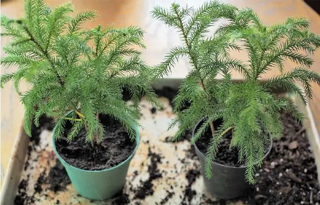 араукарія, кімнатна ялинка, вирощування араукарії, посадка араукарії, догляд за араукарією, вирощування араукарії вдома