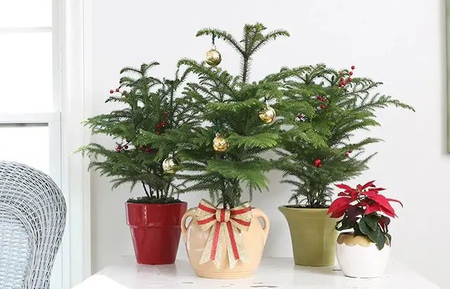 араукарія, кімнатна ялинка, вирощування араукарії, посадка араукарії, догляд за араукарією, вирощування араукарії вдома