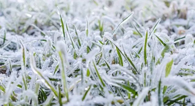 рослини, рослини взимкуу, процедури, снігозатримання, організація снігозатримання, як правильно організувати снігозатримання