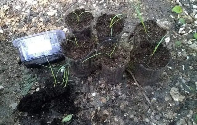 пампасна трава, вирощування пампасної трави, посадка пампасної трави, використання пампасної трави у ландшафтному дизайні