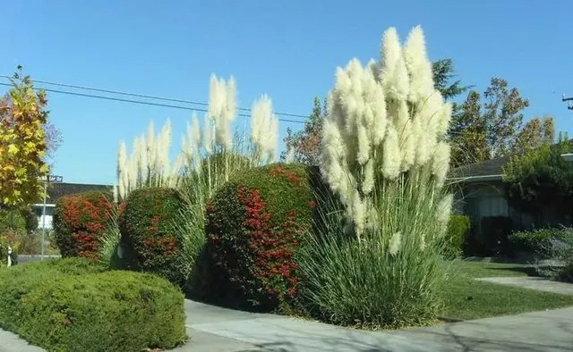 пампасна трава, вирощування пампасної трави, посадка пампасної трави, використання пампасної трави у ландшафтному дизайні