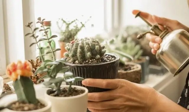 сукуленти, вирощування сукулентів, догляд за сукулентами, нюанси догляду за сукулентами взимку