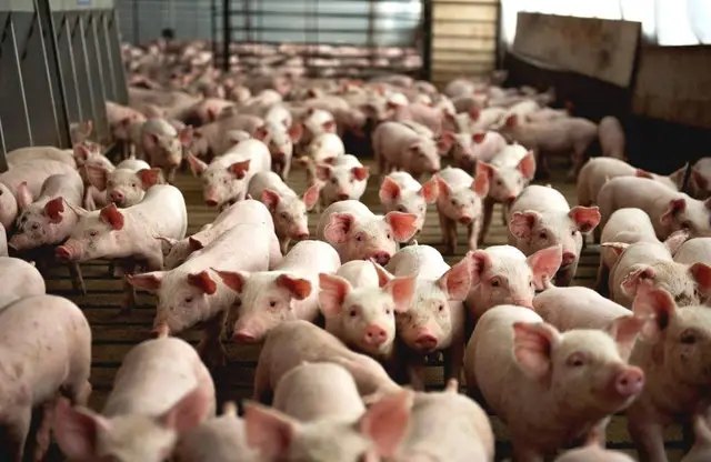 свинарство, вирощування свиней, особливості вирощування свиней, плюси і мінуси свинарства, чи є перспективним свинарство в Україні