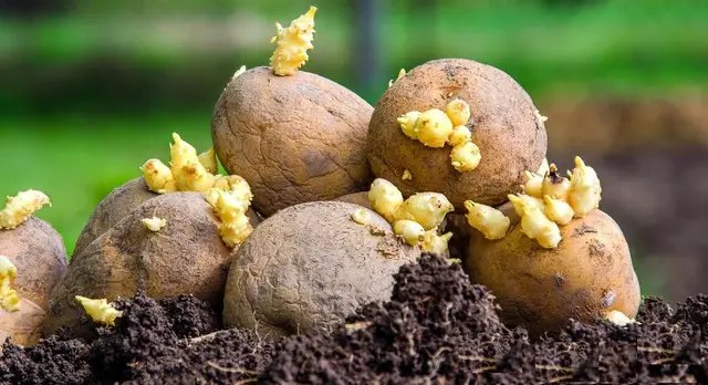 картофель, семенной картофель, урожай картофеля, репродукция картофеля, подготовка картофеля к посадке, посадка картофеля